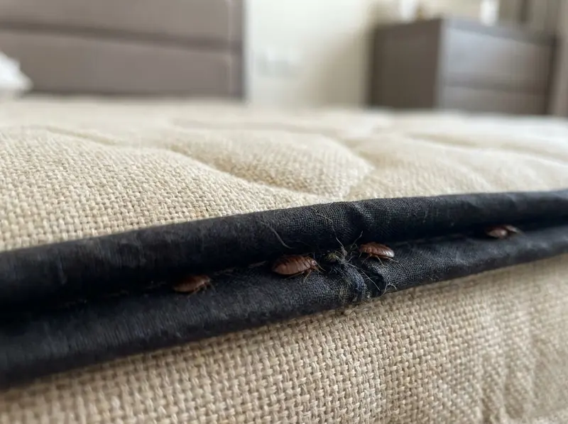 Bed bugs: how to get rid of them for good
