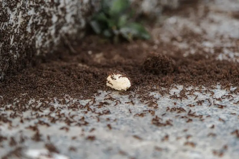 Ant colony swarming over food on a stone patio