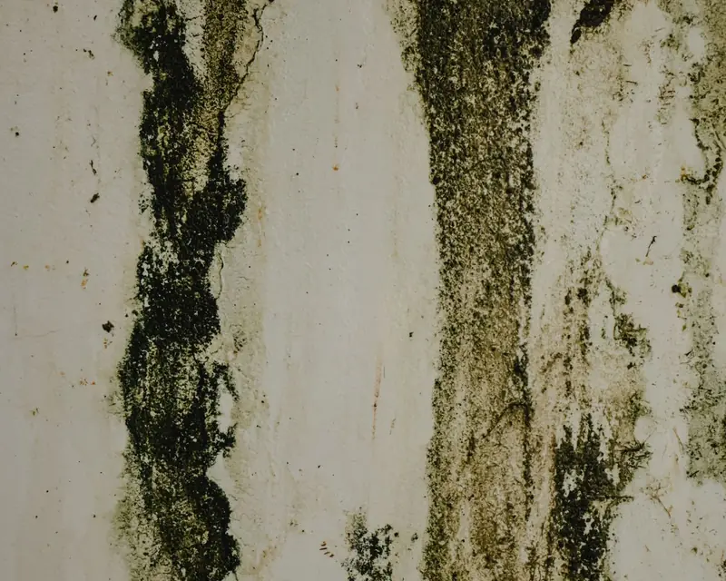 Black mold growing on a damp wall